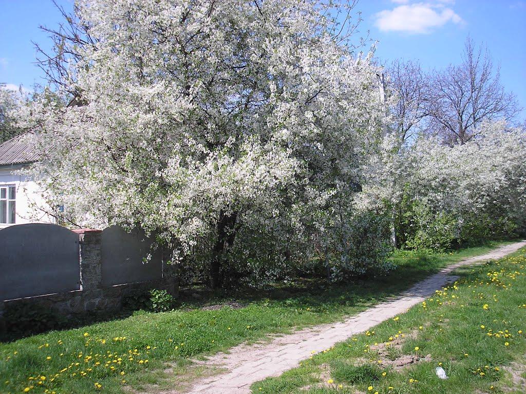 Маньківка з panoramio.com - Маньківка