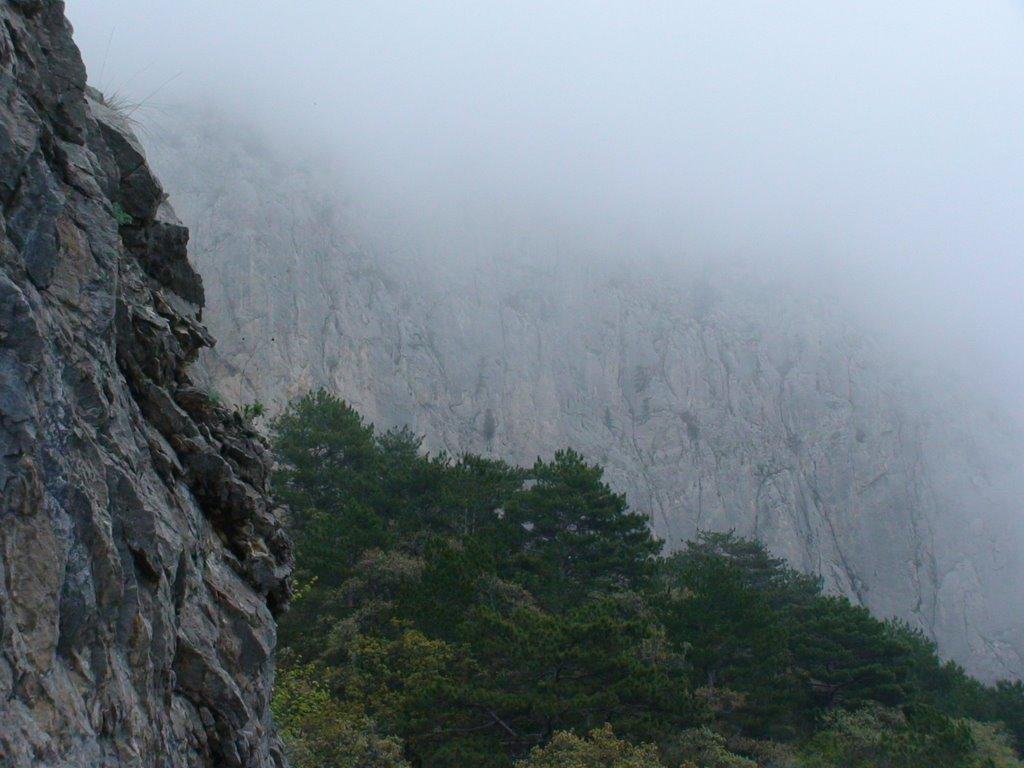 Олива з panoramio.com - Олива