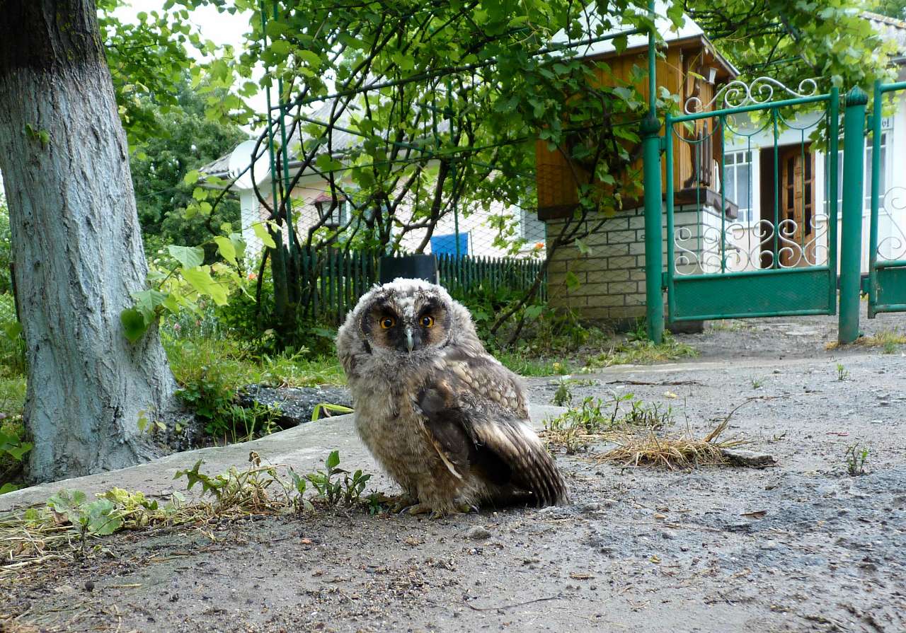 Природа нашого краю - Снитков
