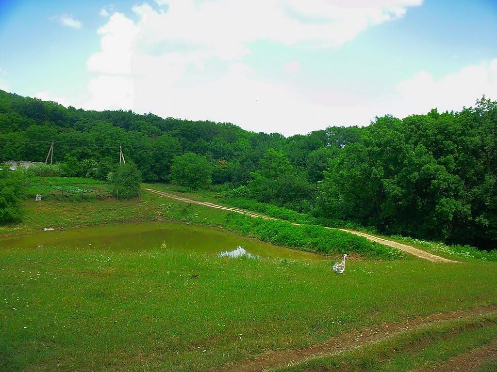 Краснолісся з panoramio.com - Краснолесье