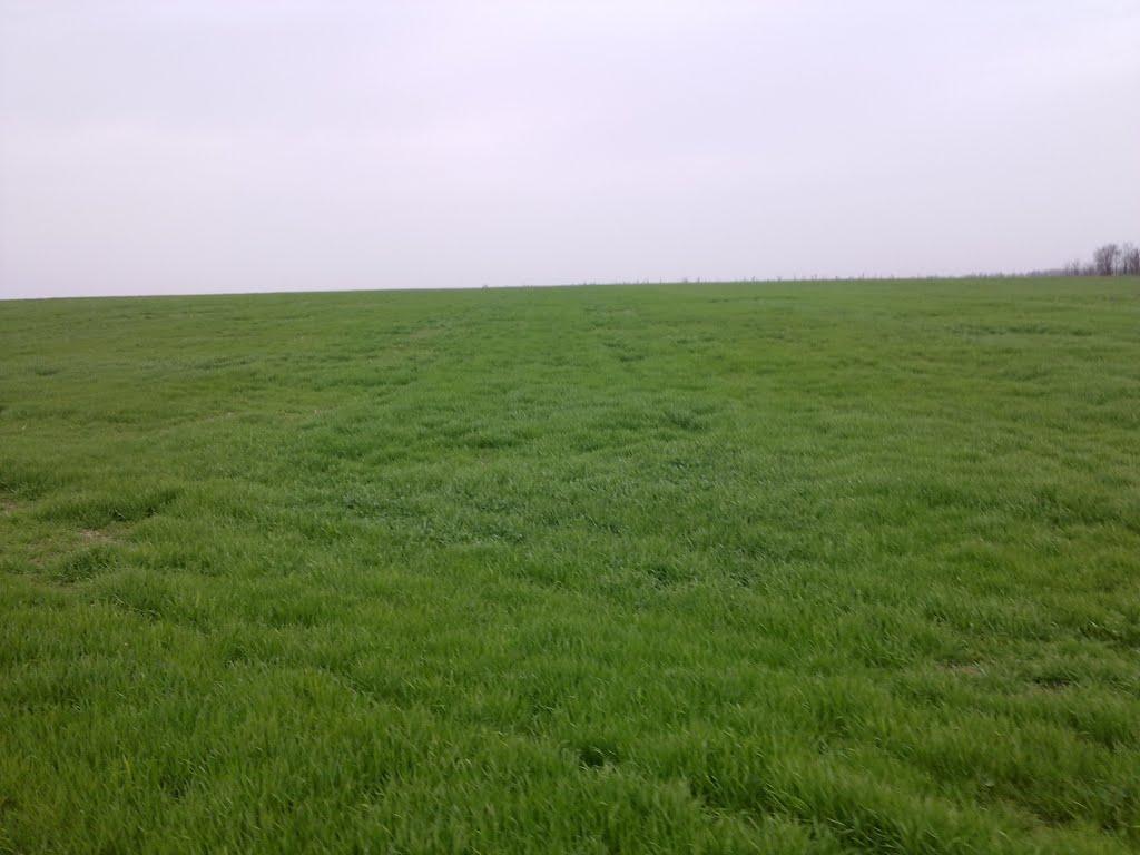 Лупареве з panoramio.com - Лупареве