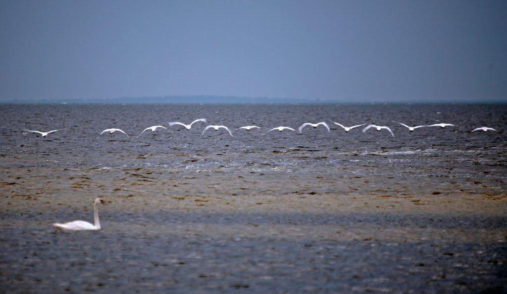 Скадовськ з panoramio.com - Скадовськ