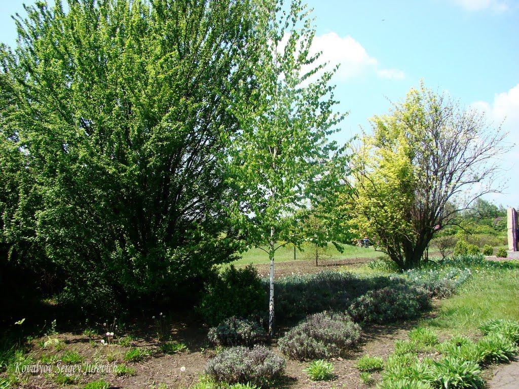 Кам'яне Поле з panoramio.com - Kamyane Pole