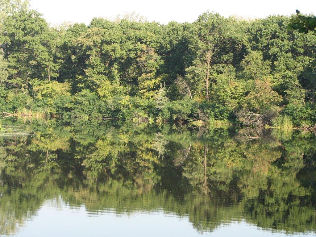 Кияшки з panoramio.com - Кияшки