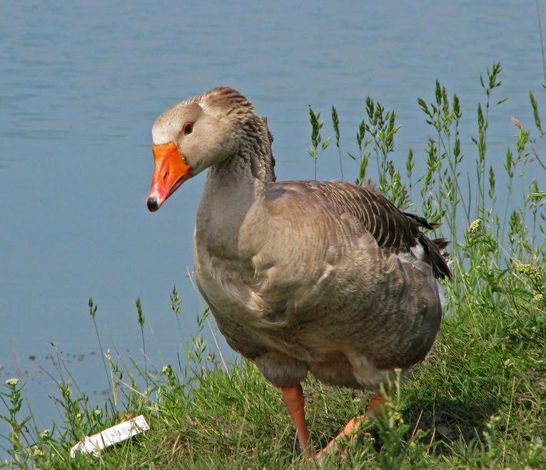 Соколова Балка з panoramio.com - Соколова Балка