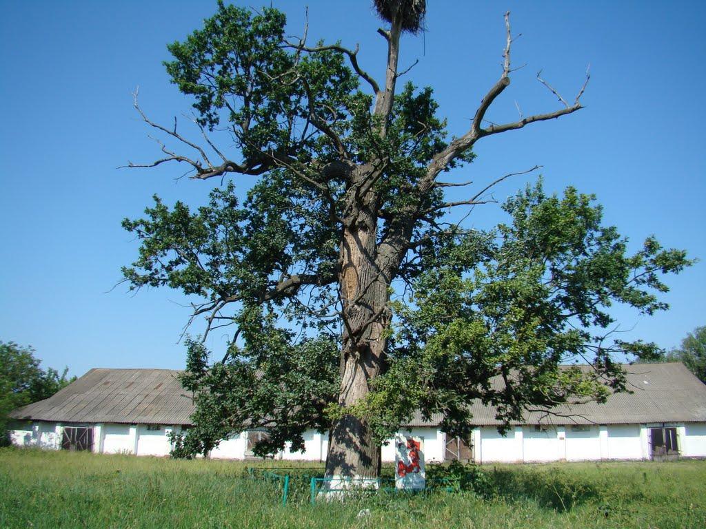 Горошине з panoramio.com - Горошино