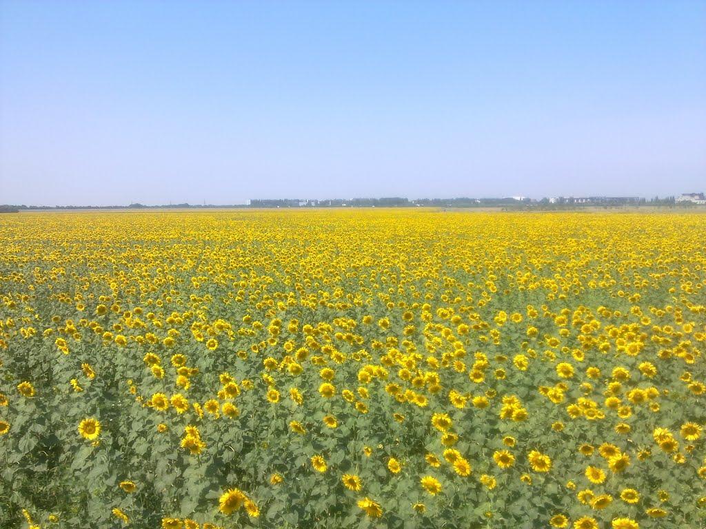 Миколаївське з panoramio.com - Миколаївське