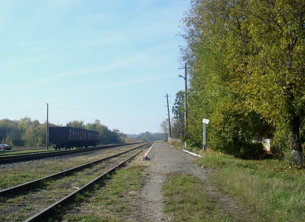 Лісоводи з panoramio.com - Лісоводи