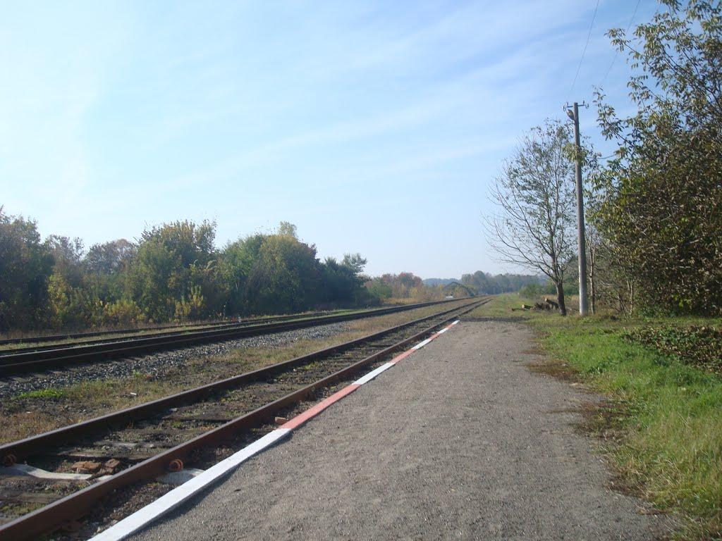 Лісоводи з panoramio.com - Лісоводи