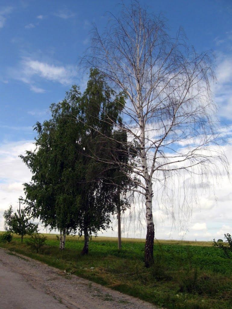 Саджівка з panoramio.com - Саджівка