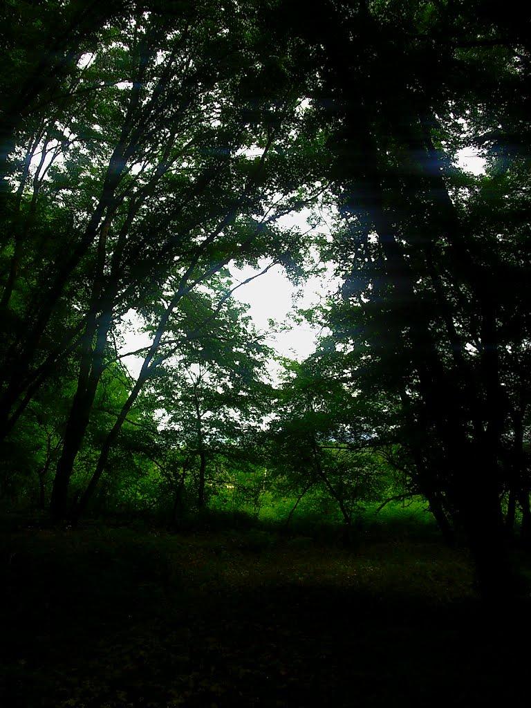 Краснолісся з panoramio.com - Краснолесье