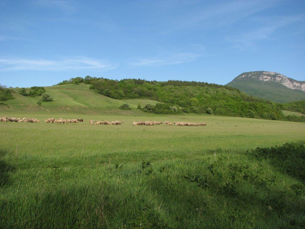 Аромат з panoramio.com - Аромат