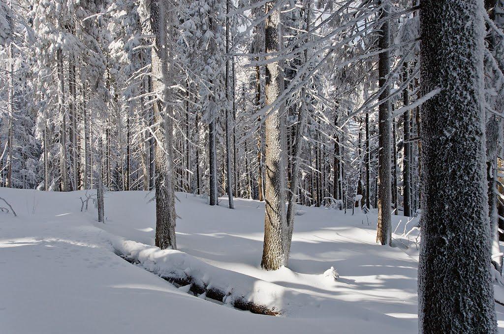 Осмолода з panoramio.com (ч.2) - Осмолода