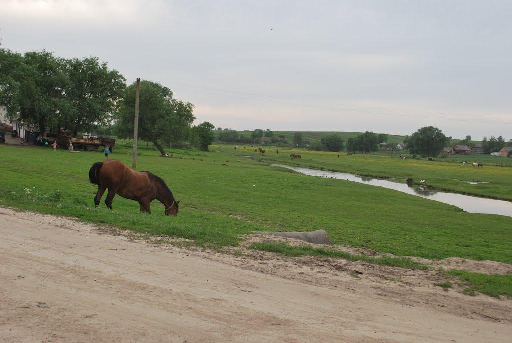 Хорів з panoramio.com - Хоров