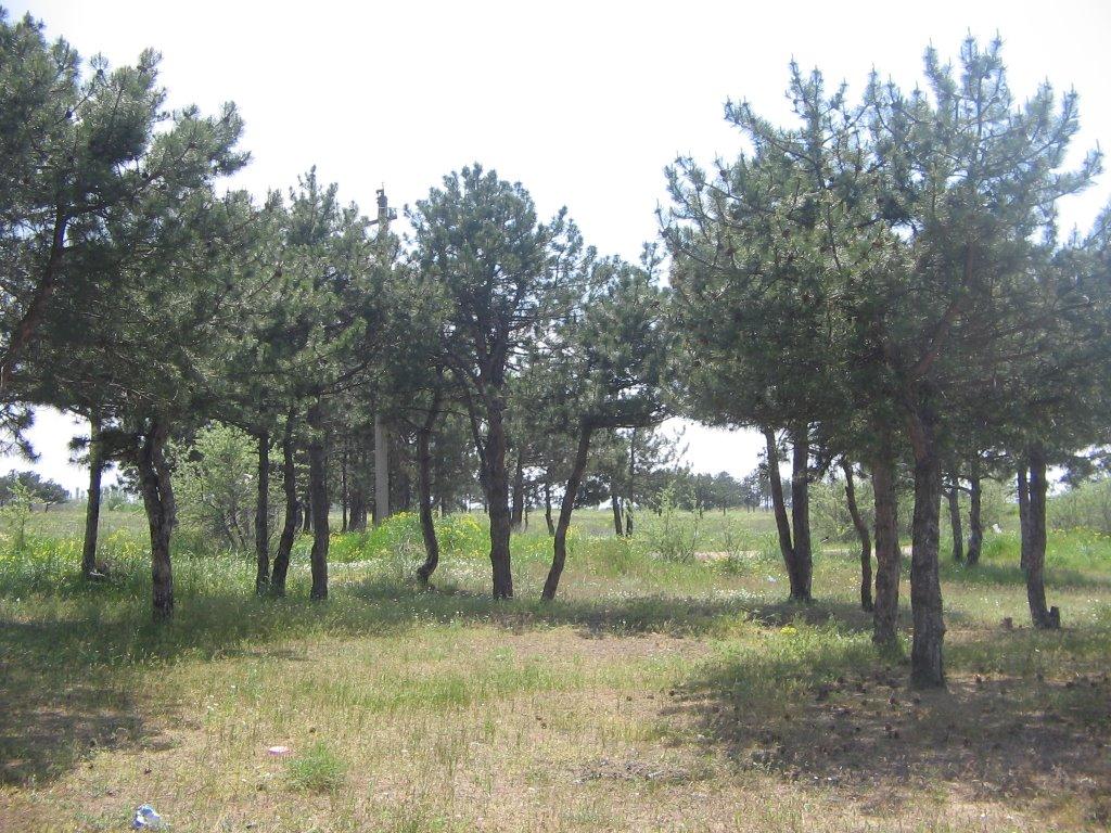 Галицинове з panoramio.com - Галициново