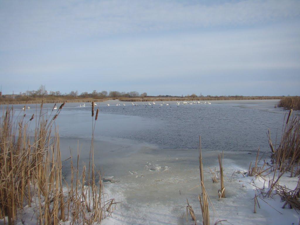 Горошине з panoramio.com - Goroshyne