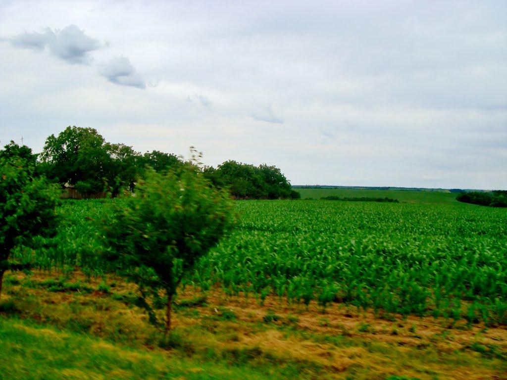 Смільчинці з panoramio.com - Smilchyntsi