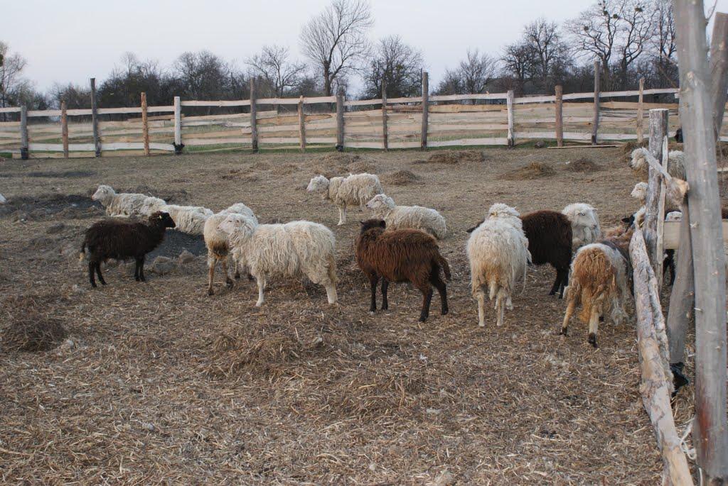 Черепин з panoramio.com - Черепин