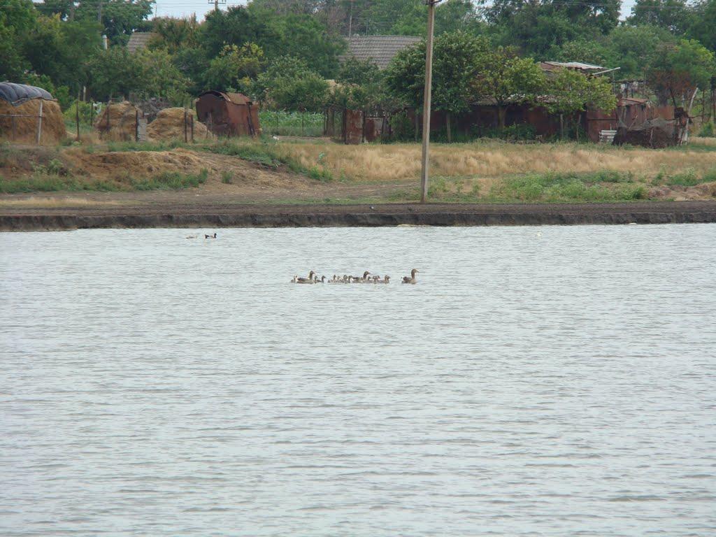 Жовтий Яр з panoramio.com - Жовтий Яр