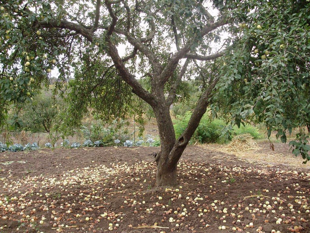 Малі Будища з panoramio.com - Малі Будища