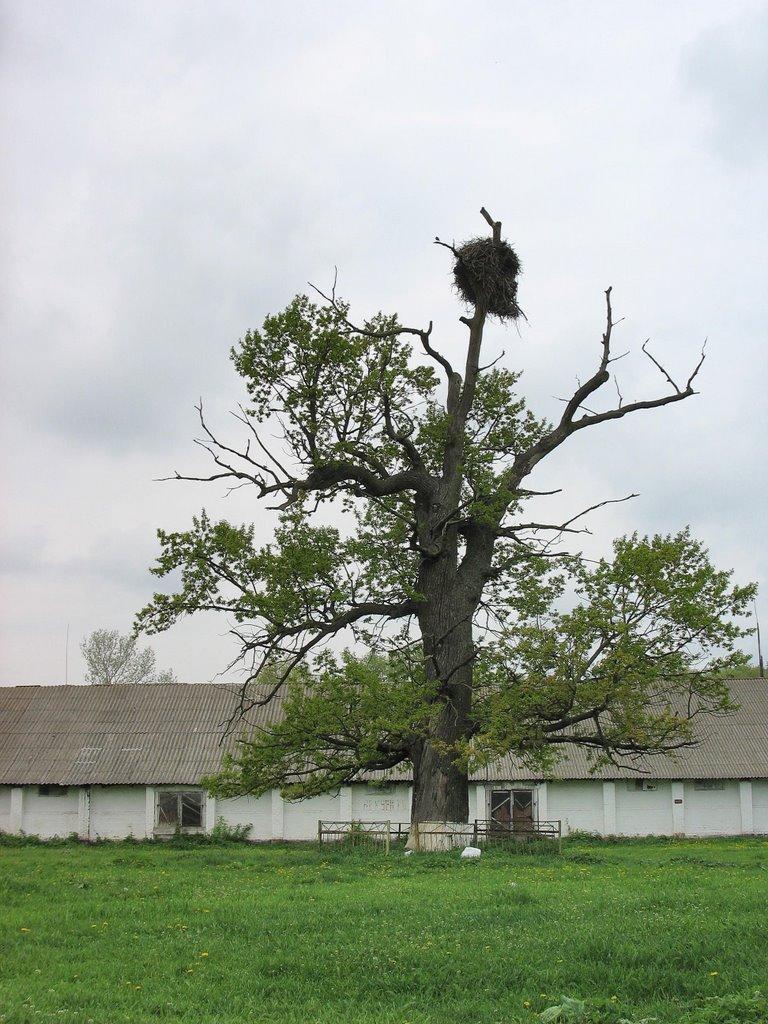 Горошине з panoramio.com - Goroshyne