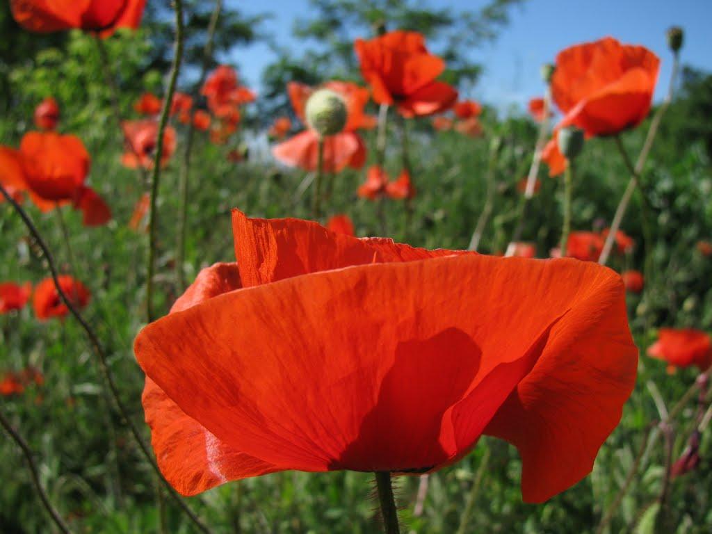 Мар'є-Дмитрівка з panoramio.com - Мар'є-Дмитрівка