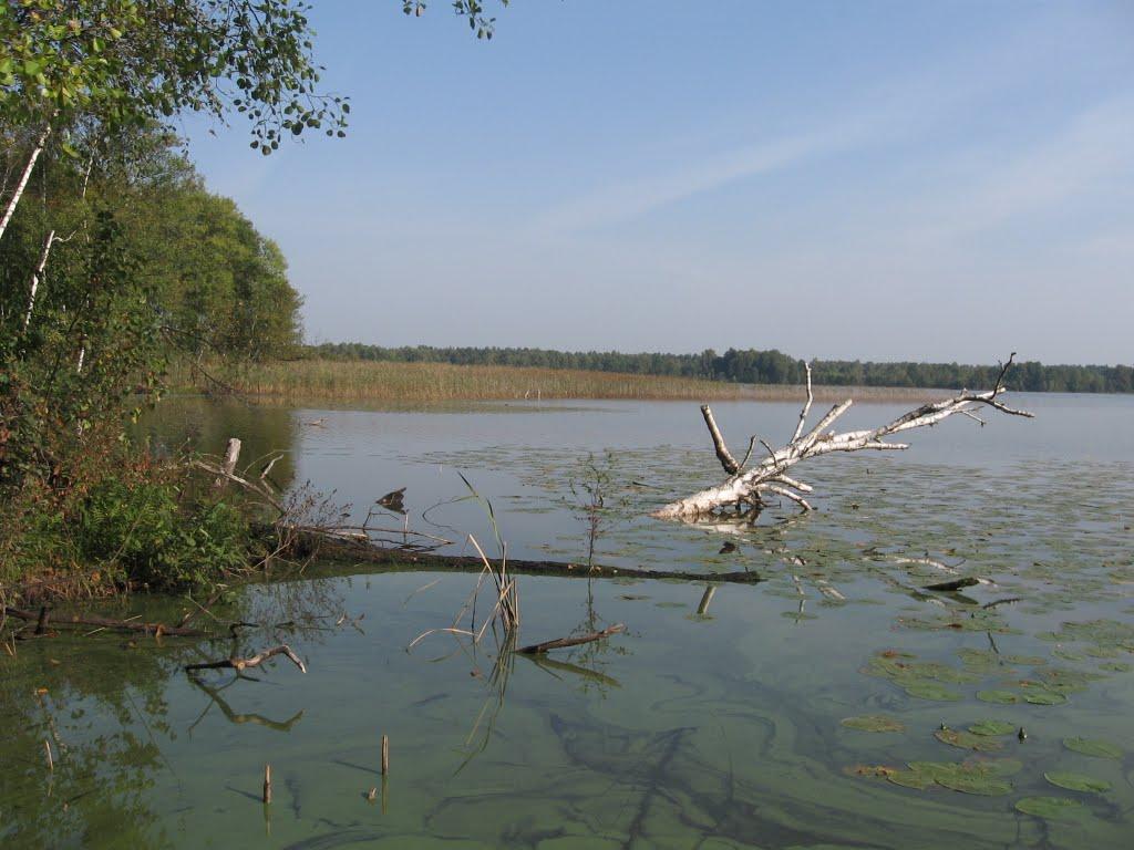Віл з panoramio.com - Віл
