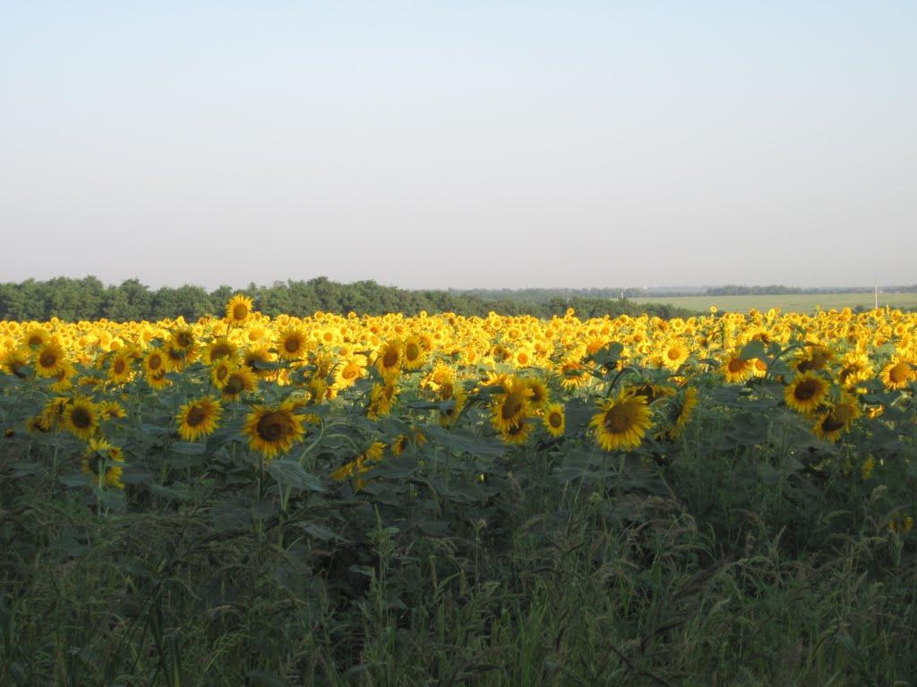 Нове з panoramio.com - Новое