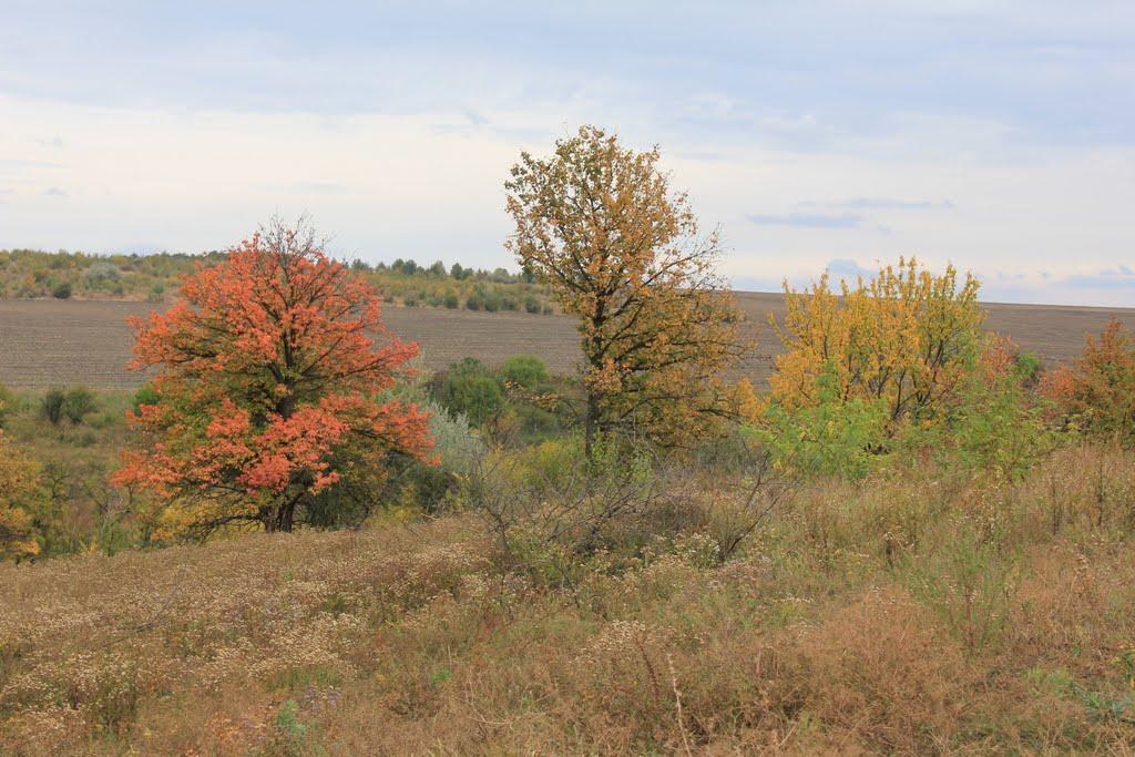 Клинці з panoramio.com - Клинці