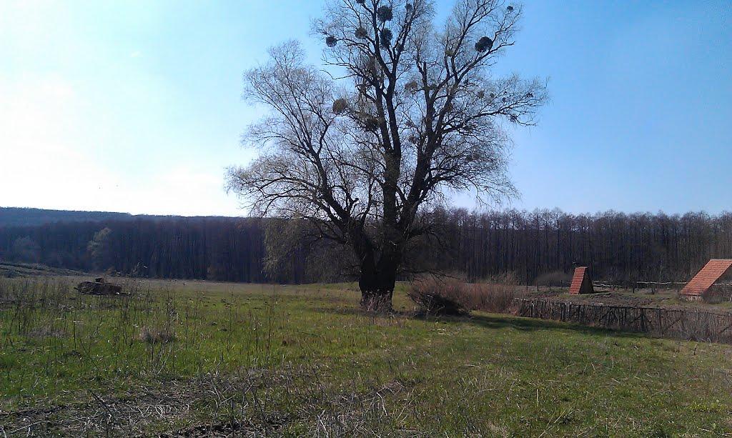 Нижні Вільшани з panoramio.com - Нижні Вільшани