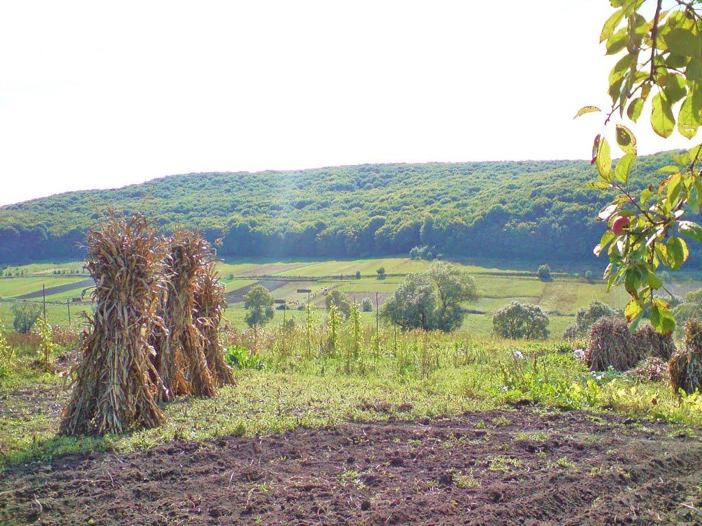 Рогачин з panoramio.com - Rogachyn