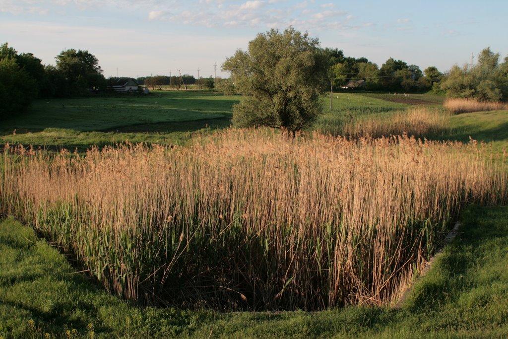 Соколова Балка з panoramio.com - Соколова Балка