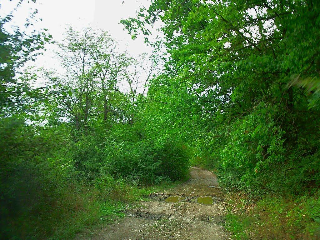 Щасливе з panoramio.com - Schaslyve
