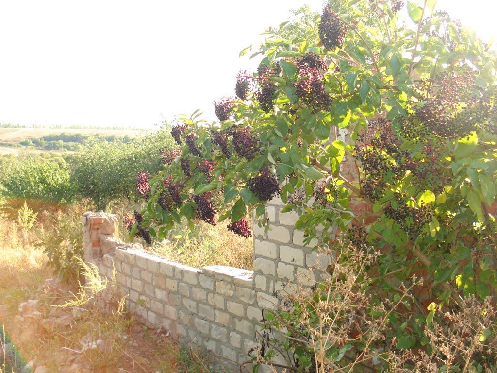 Берека з panoramio.com - Bereka