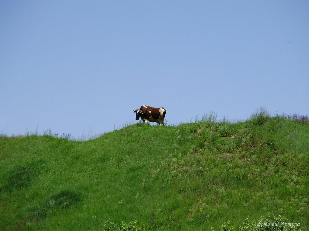 Зимне з panoramio.com - Зимнее