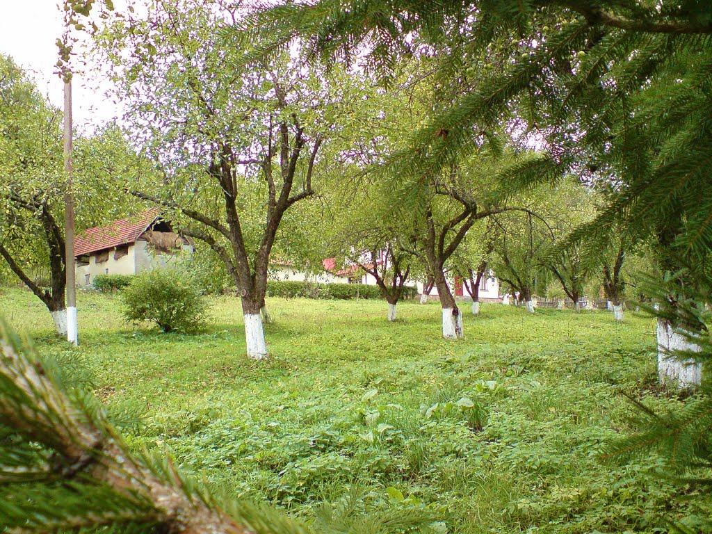 Рогачин з panoramio.com - Rogachyn