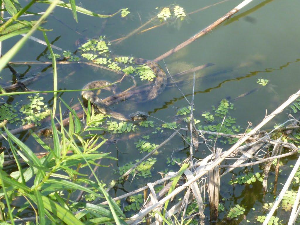 Маяки з panoramio.com - Маяки