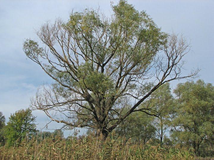 Горошине з panoramio.com - Горошине