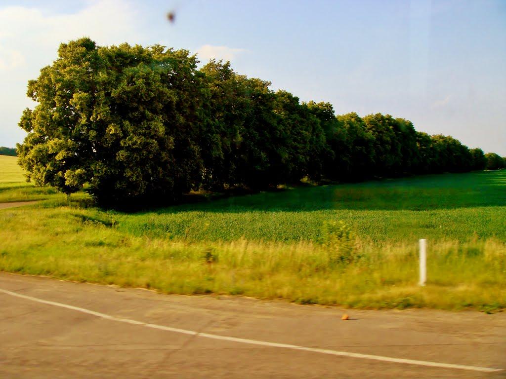 Мурзинці з panoramio.com - Мурзинцы