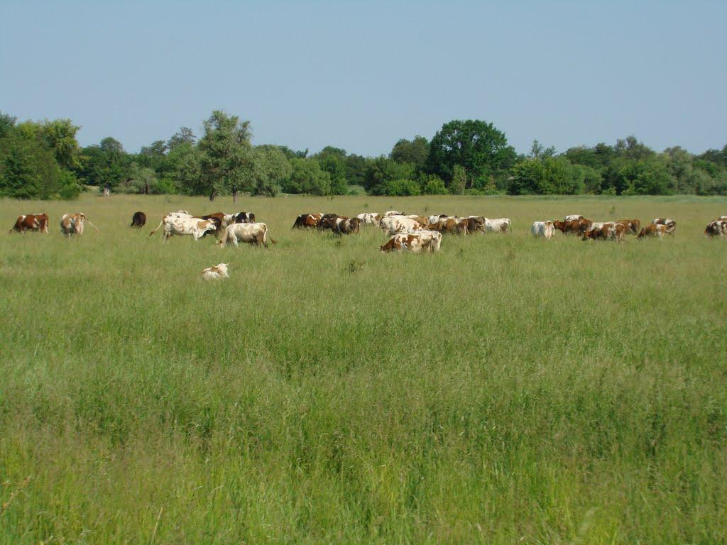 Горошине з panoramio.com - Goroshyne