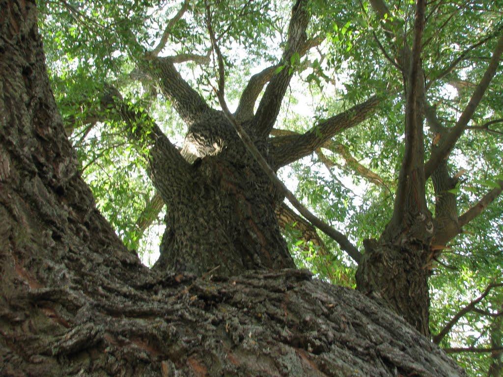 Куковичі з panoramio.com - Куковичи