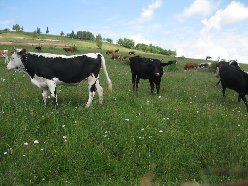 Баня-Березів з panoramio.com - Banya-Bereziv