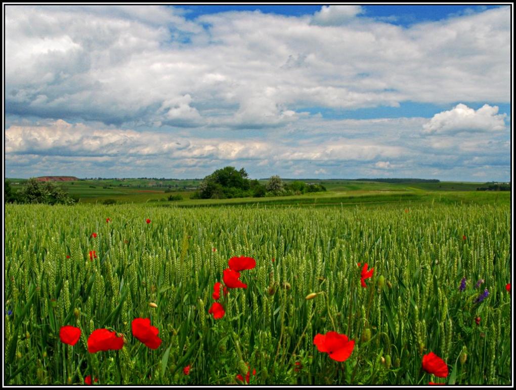 Нововолинськ з panoramio.com - Нововолинськ