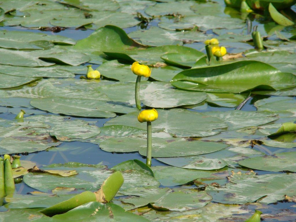 Маяки з panoramio.com - Маяки