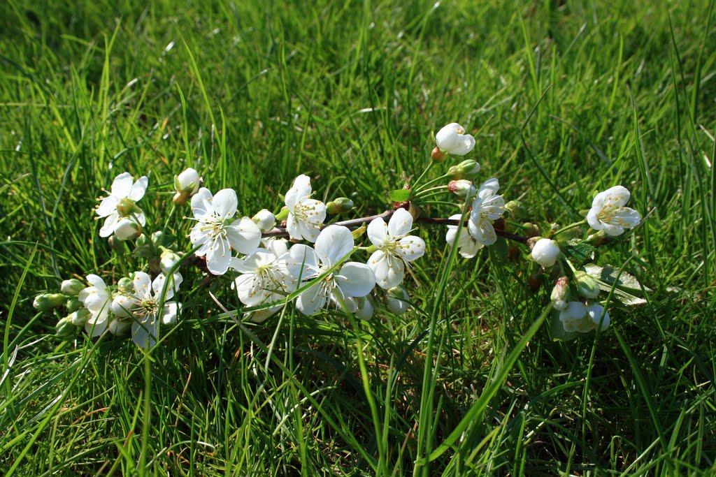 Ровжі з panoramio.com - Ровжи