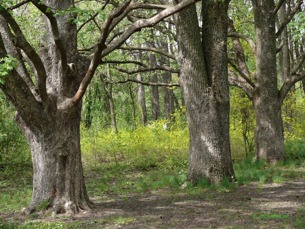 Бабичівка з panoramio.com - Бабичівка