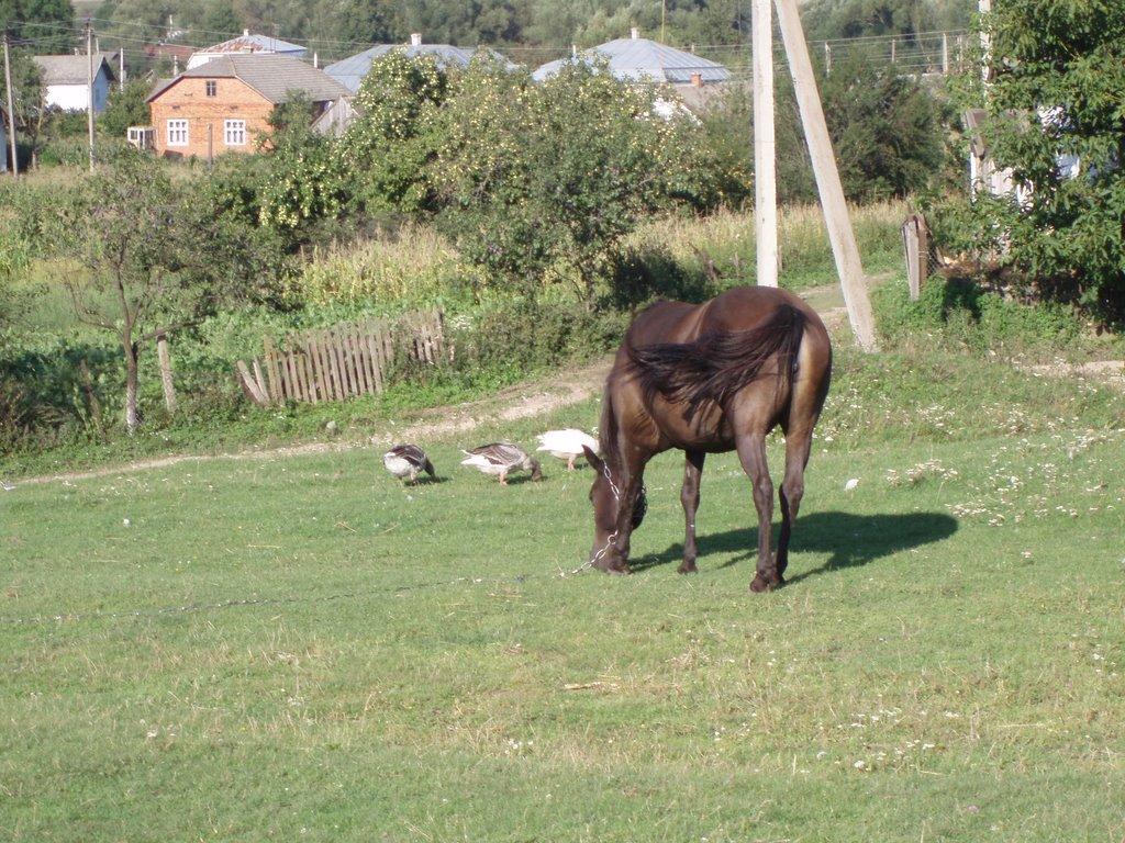 Черче з panoramio.com - Черче