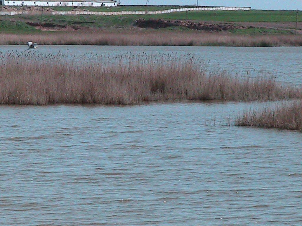 Сиваське з panoramio.com - Сиваське