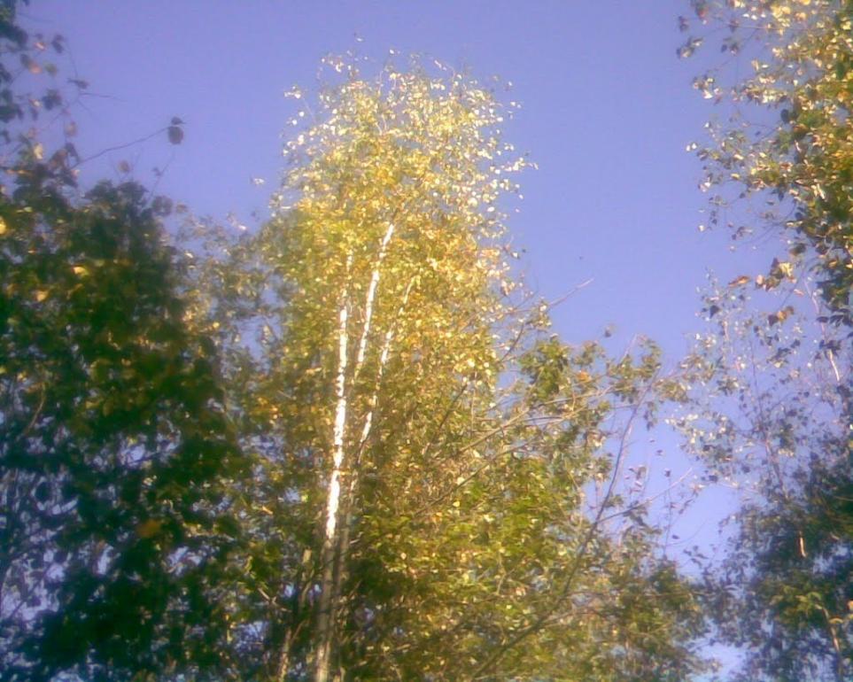 Сухоліси з panoramio.com - Sukholisy