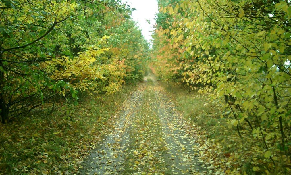 Слобода-Гулівська з panoramio.com - Sloboda-Gulivska